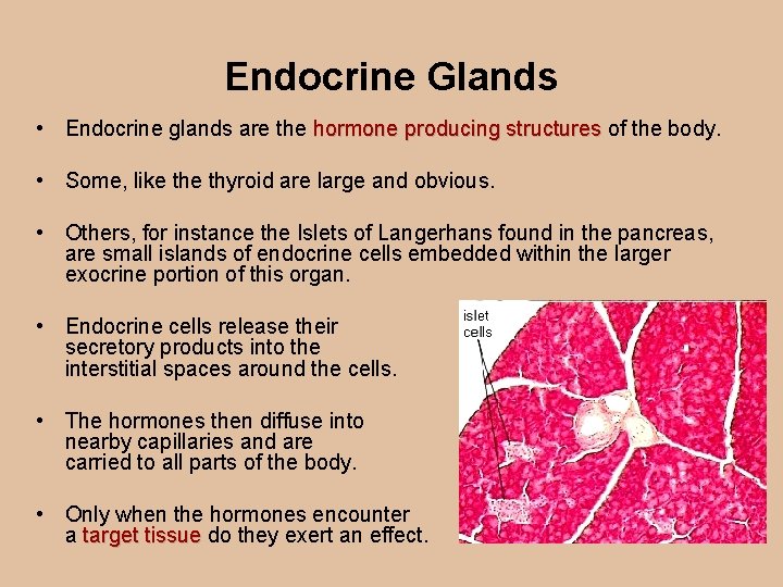 Endocrine Glands • Endocrine glands are the hormone producing structures of the body. hormone