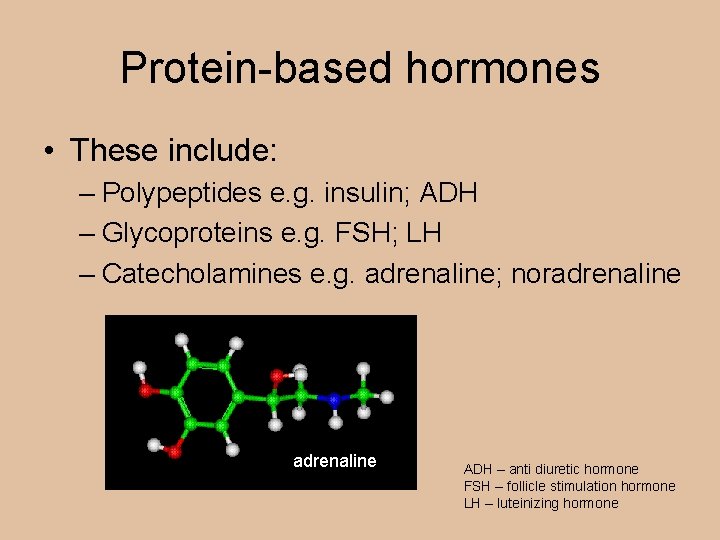 Protein-based hormones • These include: – Polypeptides e. g. insulin; ADH – Glycoproteins e.