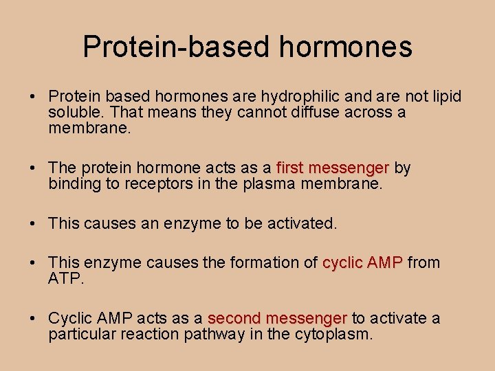 Protein-based hormones • Protein based hormones are hydrophilic and are not lipid soluble. That