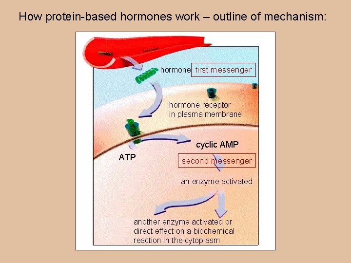 How protein-based hormones work – outline of mechanism: hormone first messenger hormone receptor in