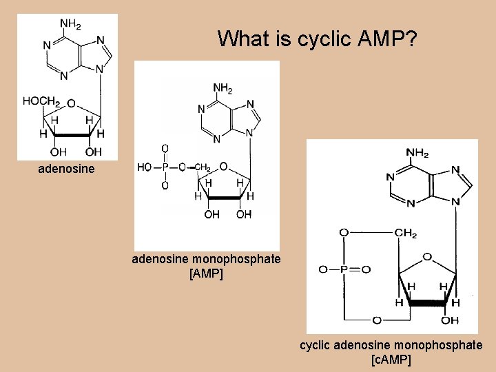 What is cyclic AMP? adenosine monophosphate [AMP] cyclic adenosine monophosphate [c. AMP] 