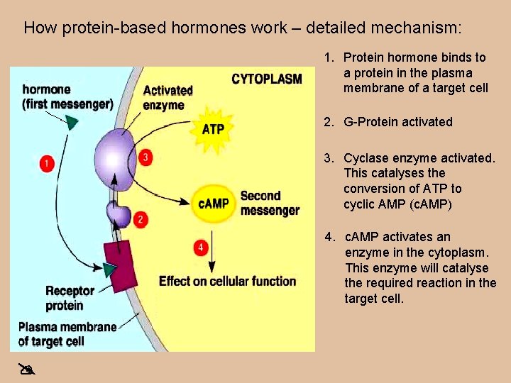 How protein-based hormones work – detailed mechanism: 1. Protein hormone binds to a protein