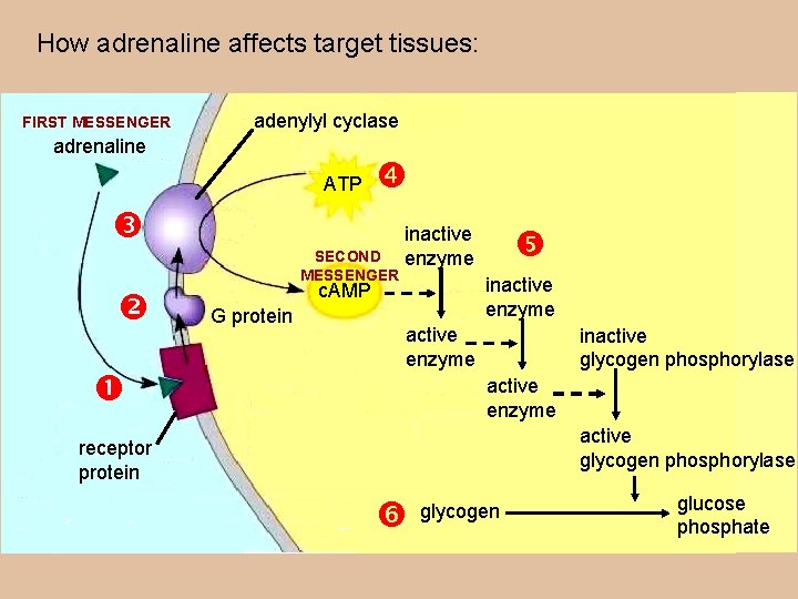 How adrenaline affects target tissues: FIRST MESSENGER adenylyl cyclase adrenaline ATP SECOND MESSENGER inactive