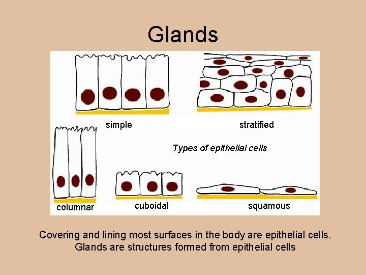 Glands simple stratified Types of epithelial cells columnar cuboidal squamous Covering and lining most