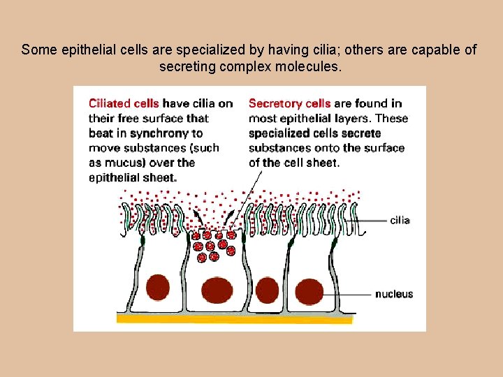 Some epithelial cells are specialized by having cilia; others are capable of secreting complex