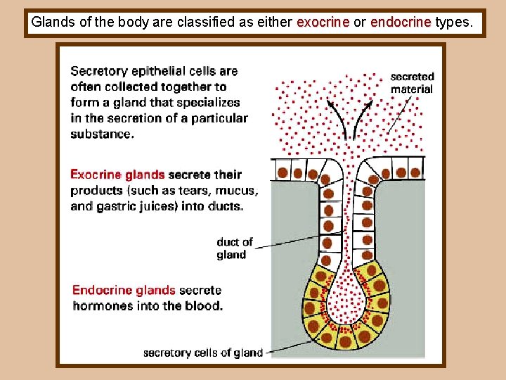 Glands of the body are classified as either exocrine or exocrine endocrine types. endocrine