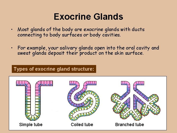 Exocrine Glands • Most glands of the body are exocrine glands with ducts connecting