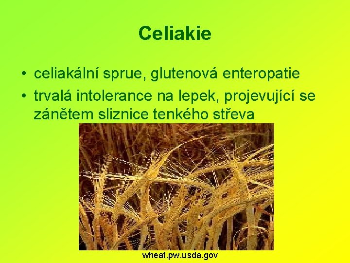 Celiakie • celiakální sprue, glutenová enteropatie • trvalá intolerance na lepek, projevující se zánětem