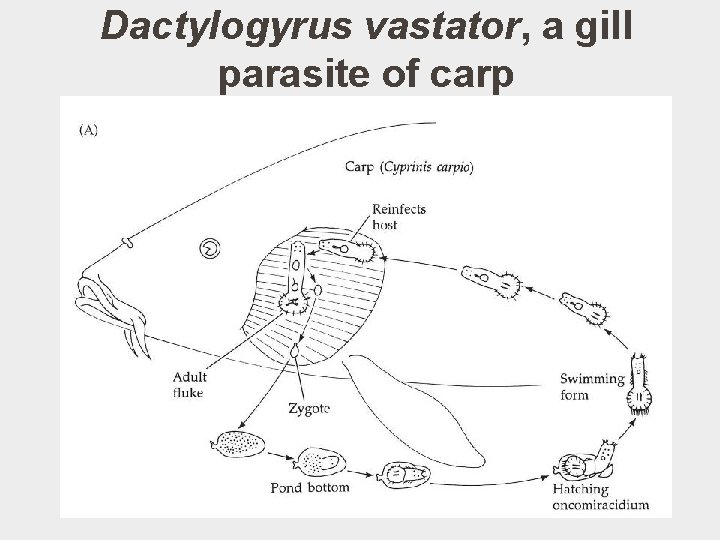 Dactylogyrus vastator, a gill parasite of carp 