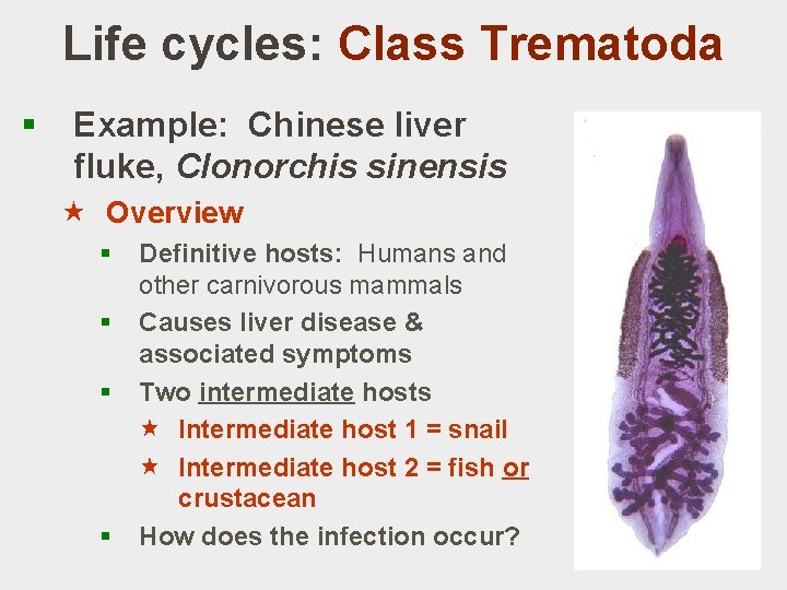 Life cycles: Class Trematoda § Example: Chinese liver fluke, Clonorchis sinensis « Overview §