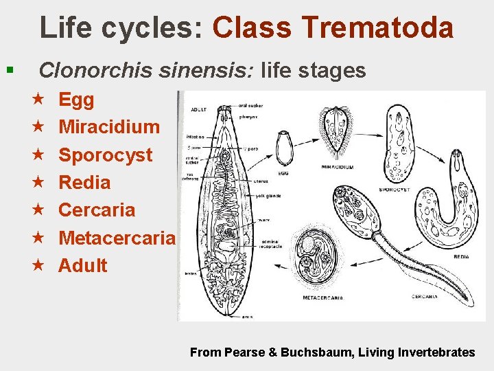 Life cycles: Class Trematoda § Clonorchis sinensis: life stages « « « « Egg