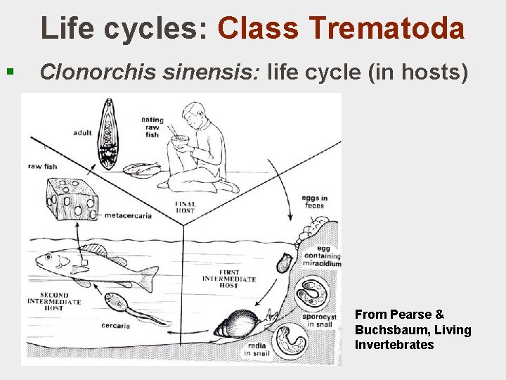 Life cycles: Class Trematoda § Clonorchis sinensis: life cycle (in hosts) From Pearse &