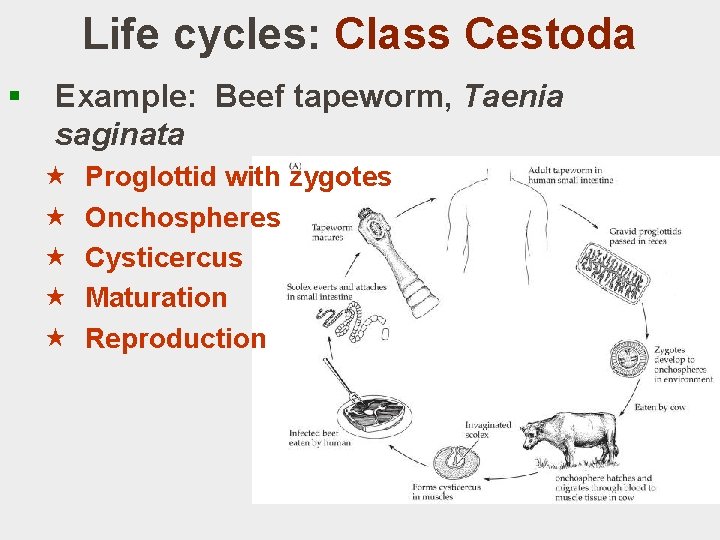 Life cycles: Class Cestoda § Example: Beef tapeworm, Taenia saginata « « « Proglottid