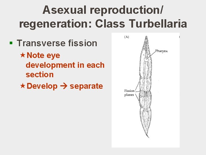 Asexual reproduction/ regeneration: Class Turbellaria § Transverse fission «Note eye development in each section