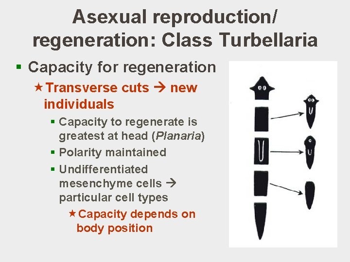 Asexual reproduction/ regeneration: Class Turbellaria § Capacity for regeneration «Transverse cuts new individuals §