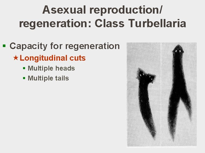 Asexual reproduction/ regeneration: Class Turbellaria § Capacity for regeneration «Longitudinal cuts § Multiple heads