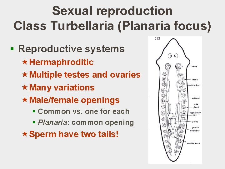 Sexual reproduction Class Turbellaria (Planaria focus) § Reproductive systems «Hermaphroditic «Multiple testes and ovaries