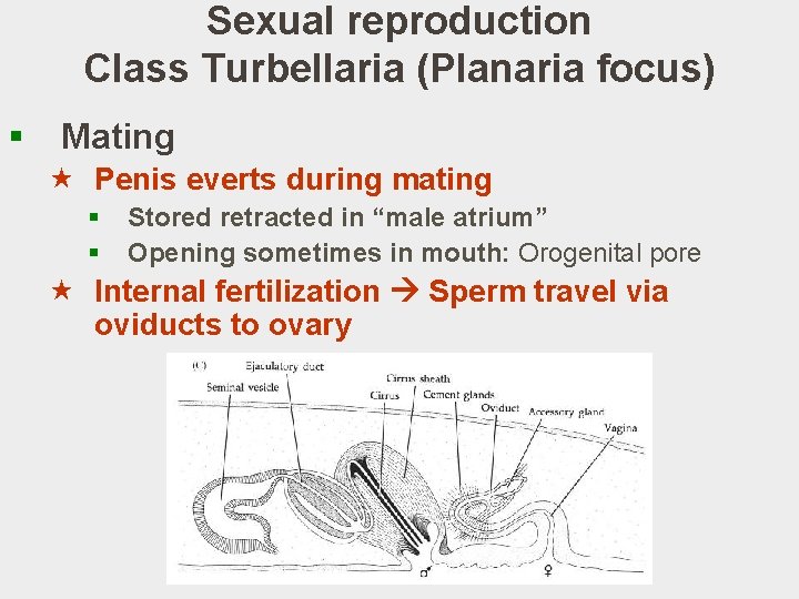 Sexual reproduction Class Turbellaria (Planaria focus) § Mating « Penis everts during mating §