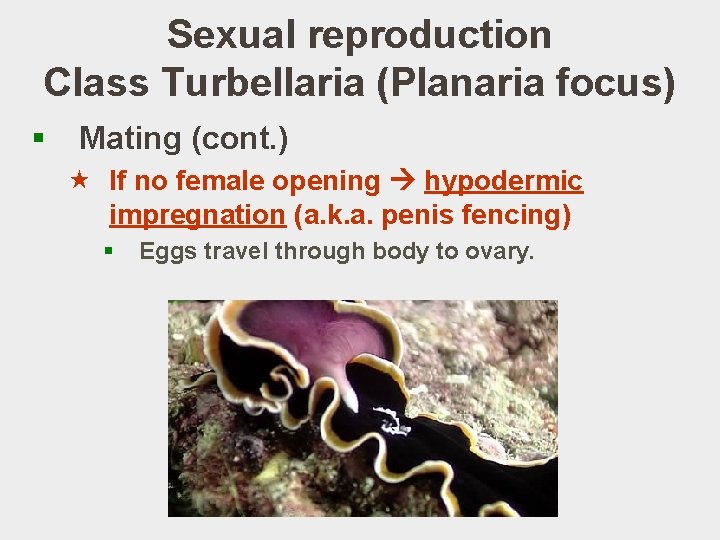 Sexual reproduction Class Turbellaria (Planaria focus) § Mating (cont. ) « If no female
