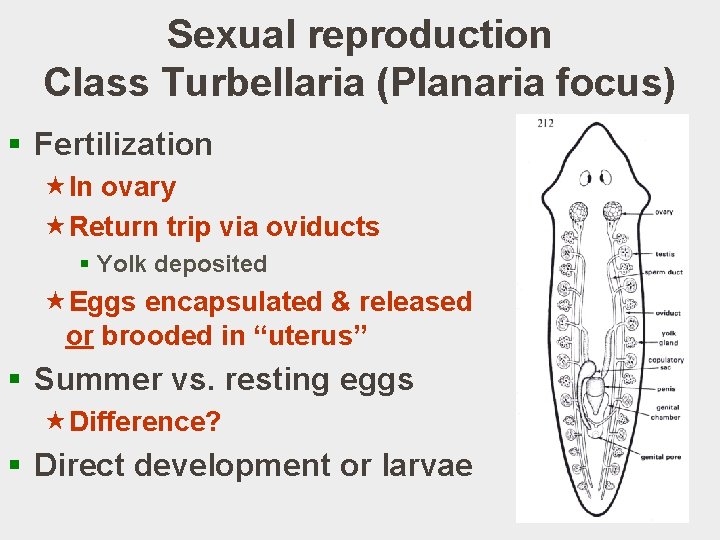 Sexual reproduction Class Turbellaria (Planaria focus) § Fertilization «In ovary «Return trip via oviducts