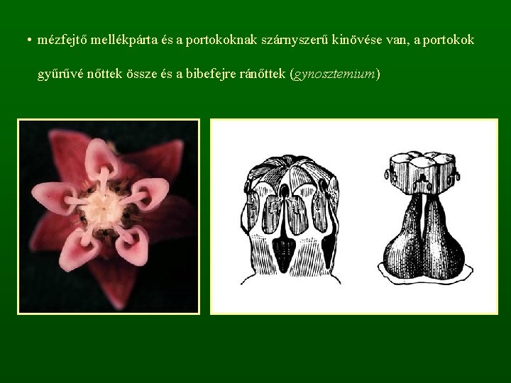  • mézfejtő mellékpárta és a portokoknak szárnyszerű kinövése van, a portokok gyűrűvé nőttek