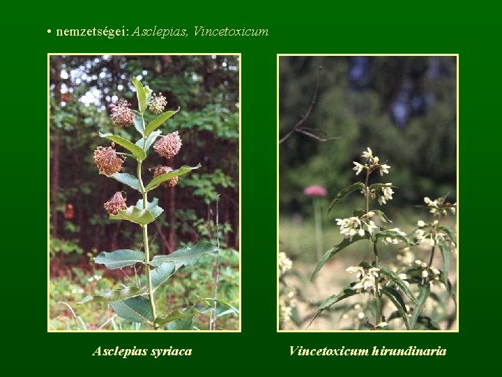  • nemzetségei: Asclepias, Vincetoxicum Asclepias syriaca Vincetoxicum hirundinaria 