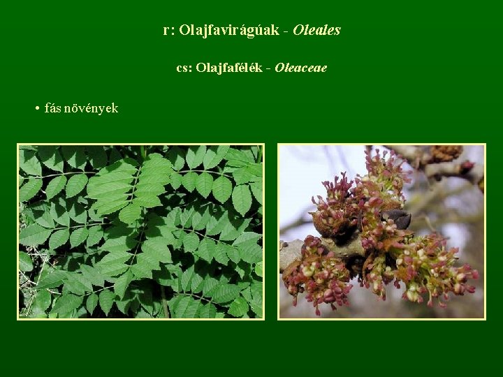 r: Olajfavirágúak - Oleales cs: Olajfafélék - Oleaceae • fás növények 
