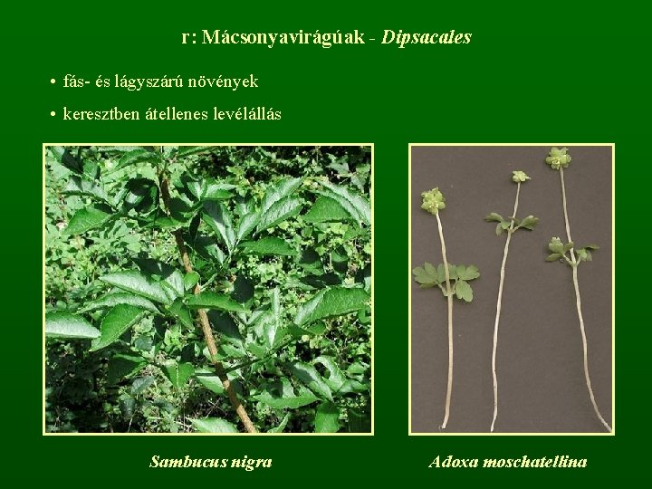 r: Mácsonyavirágúak - Dipsacales • fás- és lágyszárú növények • keresztben átellenes levélállás Sambucus
