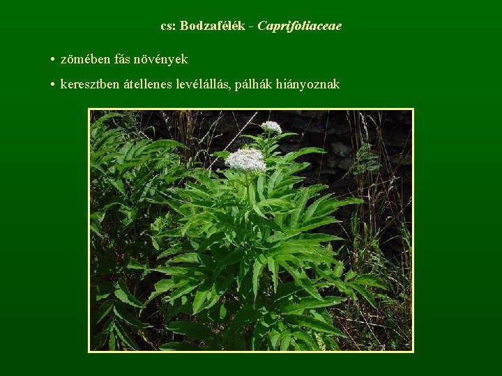 cs: Bodzafélék - Caprifoliaceae • zömében fás növények • keresztben átellenes levélállás, pálhák hiányoznak
