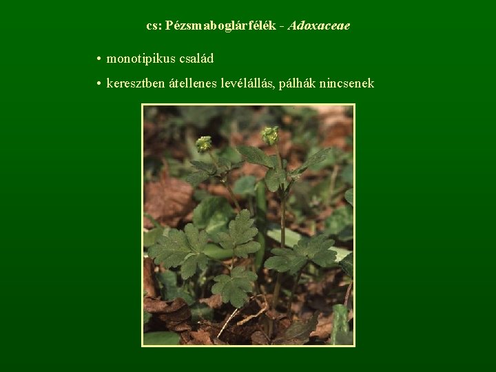 cs: Pézsmaboglárfélék - Adoxaceae • monotipikus család • keresztben átellenes levélállás, pálhák nincsenek 