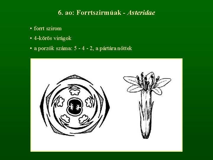 6. ao: Forrtszirmúak - Asteridae • forrt szirom • 4 -körös virágok • a