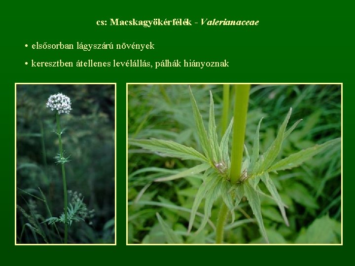 cs: Macskagyökérfélék - Valerianaceae • elsősorban lágyszárú növények • keresztben átellenes levélállás, pálhák hiányoznak