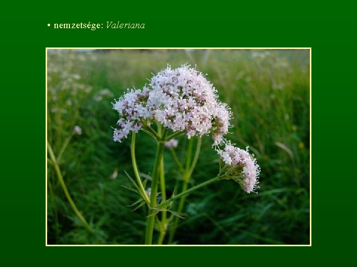  • nemzetsége: Valeriana 