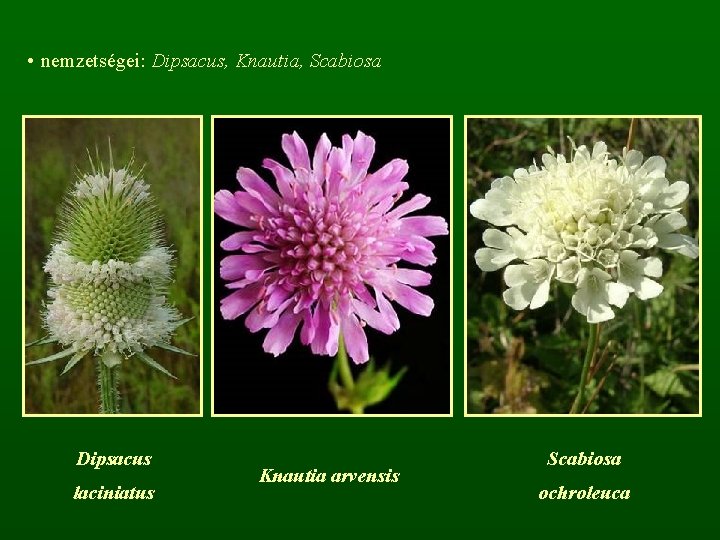  • nemzetségei: Dipsacus, Knautia, Scabiosa Dipsacus laciniatus Knautia arvensis Scabiosa ochroleuca 