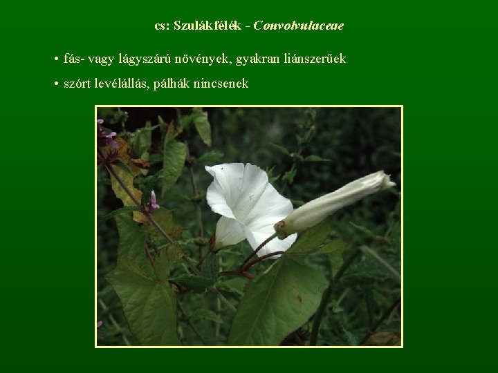 cs: Szulákfélék - Convolvulaceae • fás- vagy lágyszárú növények, gyakran liánszerűek • szórt levélállás,