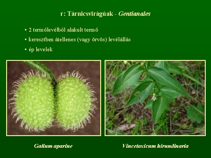 r: Tárnicsvirágúak - Gentianales • 2 termőlevélből alakult termő • keresztben átellenes (vagy örvös)
