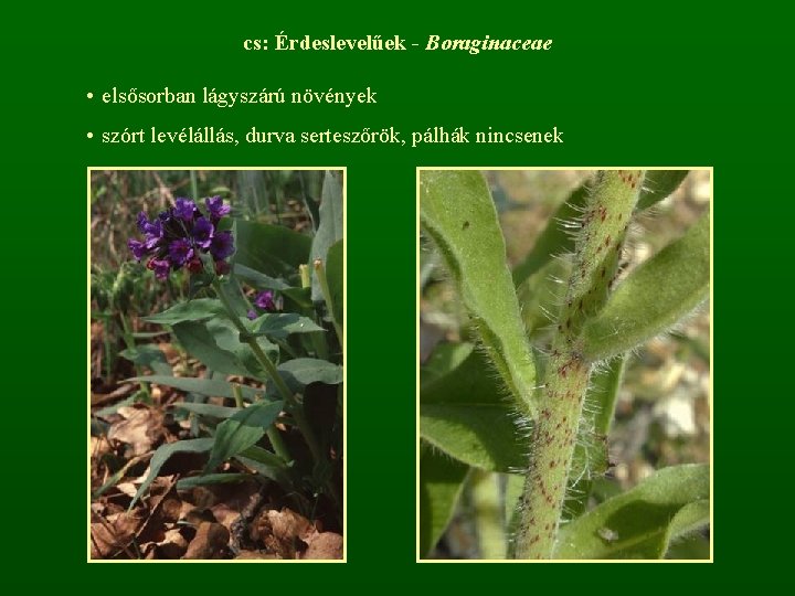 cs: Érdeslevelűek - Boraginaceae • elsősorban lágyszárú növények • szórt levélállás, durva serteszőrök, pálhák