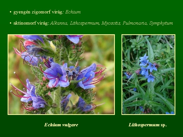 • gyengén zigomorf virág: Echium • aktinomorf virág: Alkanna, Lithospermum, Myosotis, Pulmonaria, Symphytum