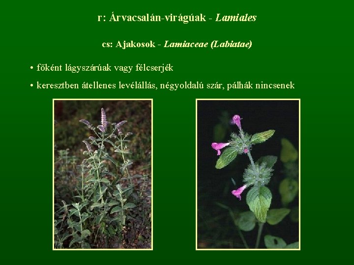 r: Árvacsalán-virágúak - Lamiales cs: Ajakosok - Lamiaceae (Labiatae) • főként lágyszárúak vagy félcserjék