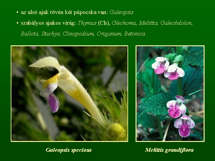  • az alsó ajak tövén két púpocska van: Galeopsis • szabályos ajakos virág: