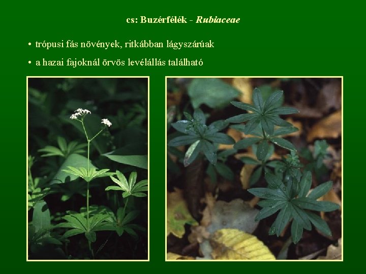 cs: Buzérfélék - Rubiaceae • trópusi fás növények, ritkábban lágyszárúak • a hazai fajoknál