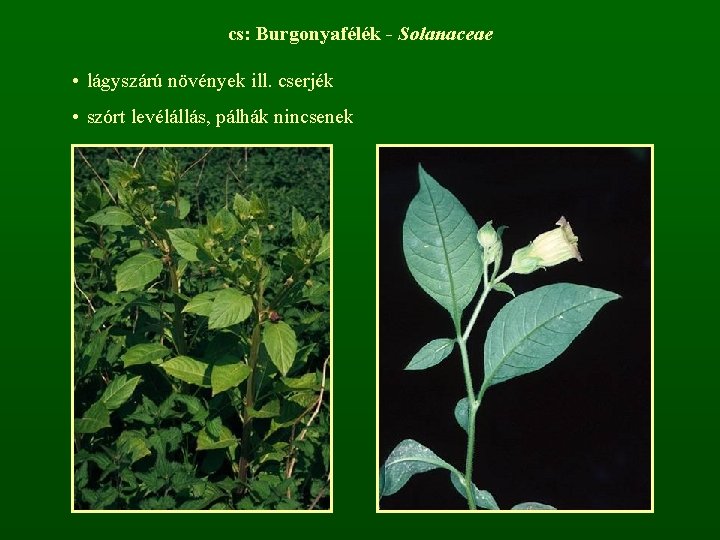 cs: Burgonyafélék - Solanaceae • lágyszárú növények ill. cserjék • szórt levélállás, pálhák nincsenek