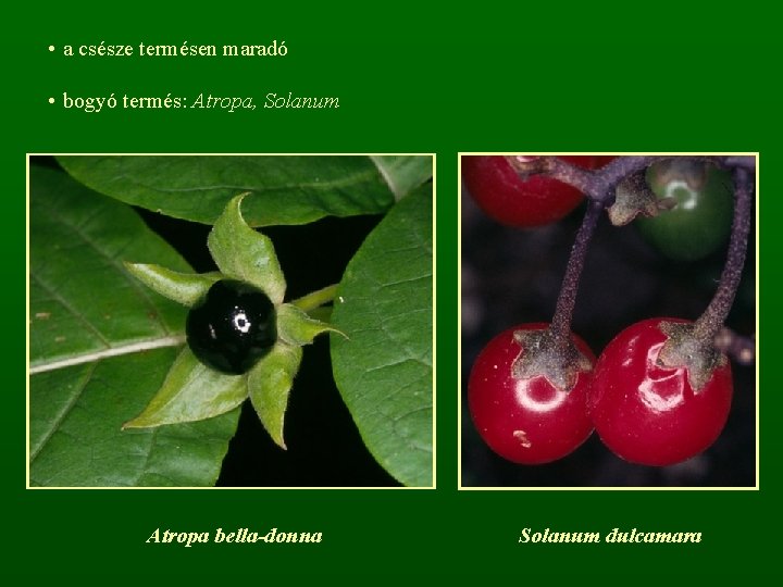  • a csésze termésen maradó • bogyó termés: Atropa, Solanum Atropa bella-donna Solanum