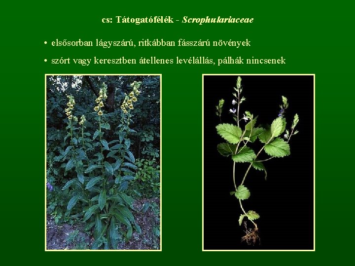 cs: Tátogatófélék - Scrophulariaceae • elsősorban lágyszárú, ritkábban fásszárú növények • szórt vagy keresztben