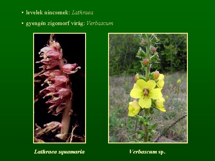  • levelek nincsenek: Lathraea • gyengén zigomorf virág: Verbascum Lathraea squamaria Verbascum sp.