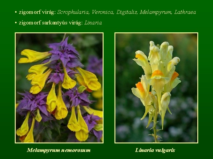  • zigomorf virág: Scrophularia, Veronica, Digitalis, Melampyrum, Lathraea • zigomorf sarkantyús virág: Linaria