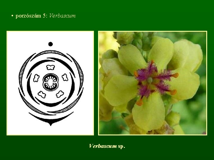  • porzószám 5: Verbascum sp. 
