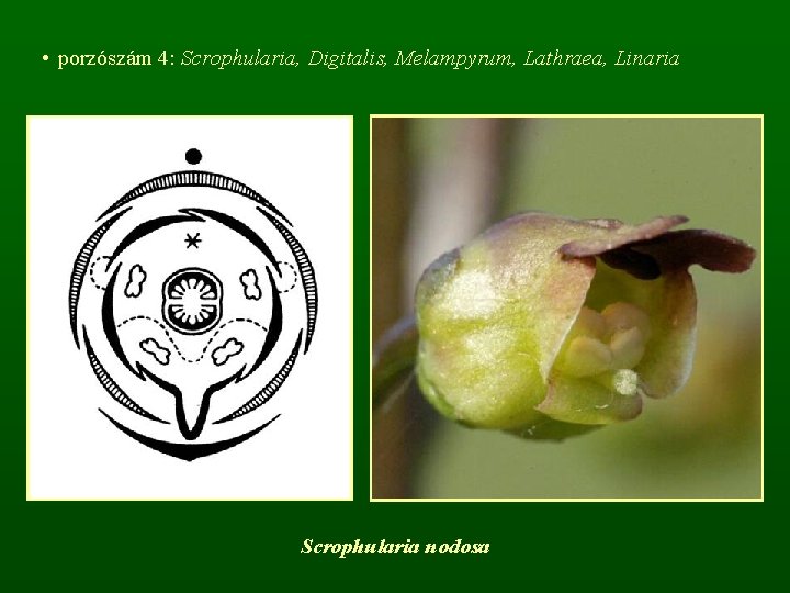  • porzószám 4: Scrophularia, Digitalis, Melampyrum, Lathraea, Linaria Scrophularia nodosa 