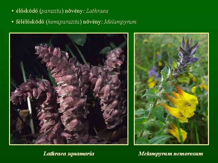  • élősködő (parazita) növény: Lathraea • félélősködő (hemiparazita) növény: Melampyrum Lathraea squamaria Melampyrum