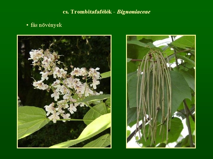 cs. Trombitafafélék - Bignoniaceae • fás növények 